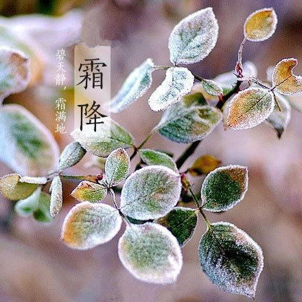 2017年霜降来临,冬季将来了。 2017年霜降来临,冬季将来了。